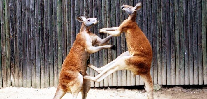 Australian War Metal, bitch!